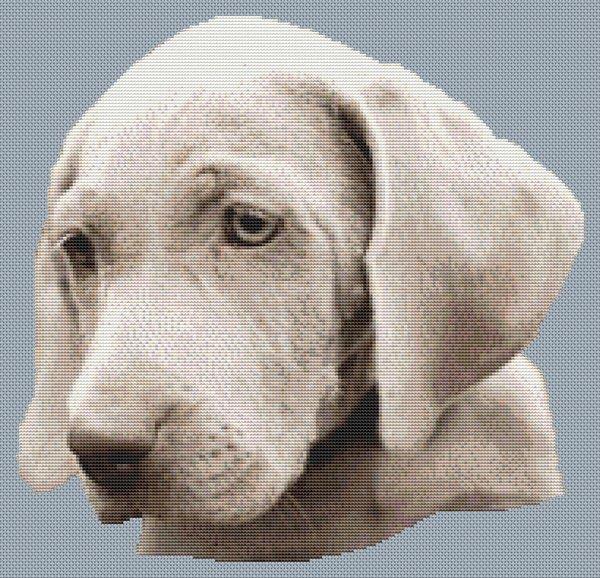 (image for) Weimaraner Puppy